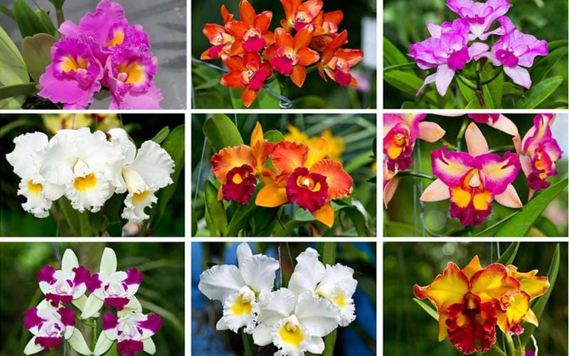 Lan Cattleya rực rỡ, bông hoa khi nở có 3-5 cánh xòe rộng