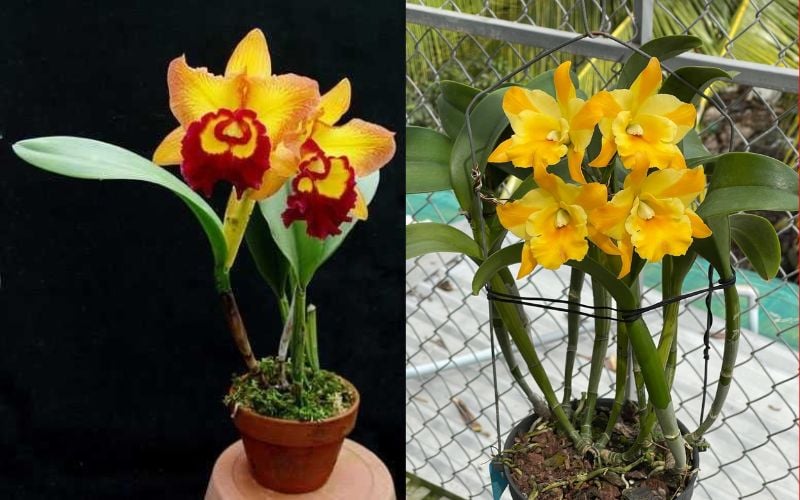 Lan Cattleya 1 lá: Mỗi giả hành chỉ có duy nhất 1 lá