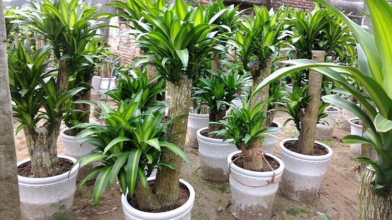 Nhận biết các bệnh thường gặp trên cây Thiết Mộc Lan và giải pháp xử lý