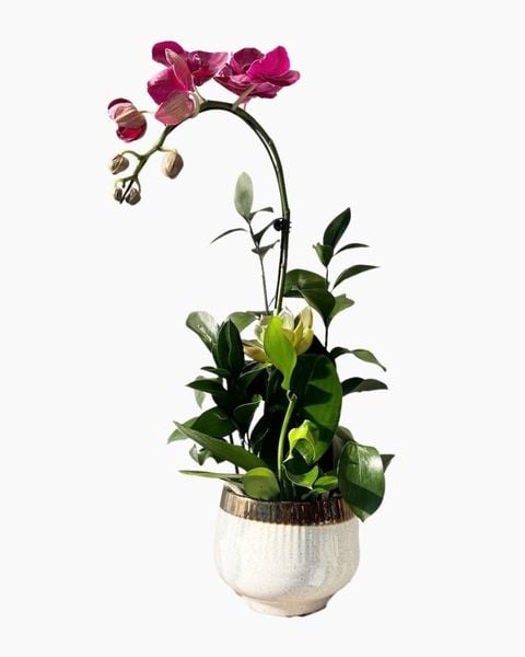 Lan Hồ Điệp Mini: Chậu Lan Hồ Điệp Hồng Diễm An Nhiên - LHD234