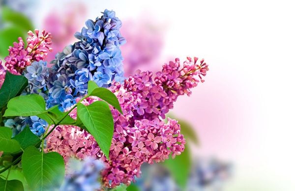hoa tử đinh hương lilac màu tím và xanh trời