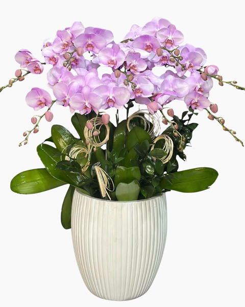  Chậu Lan Hồ Điệp Duyên Nữ - LHĐ131 