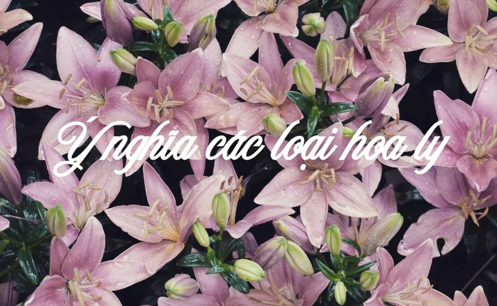 Hoa ly (Lily): Nguồn gốc, ý nghĩa các loại hoa bách hợp và cách trồng đơn giản