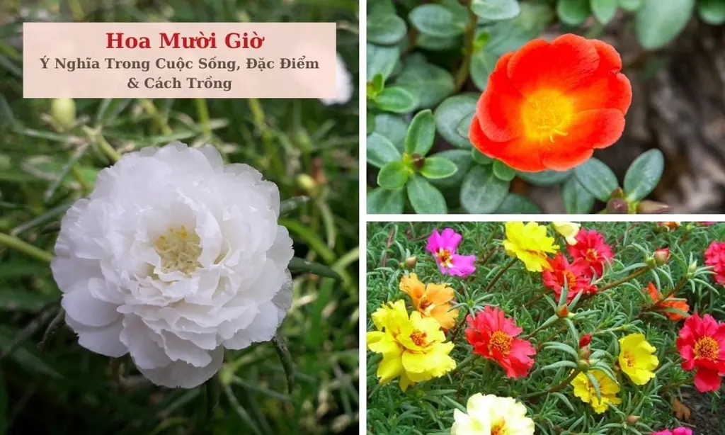 Ý nghĩa hoa mười giờ, cách trồng và tại sao hoa nở lúc 10 giờ?