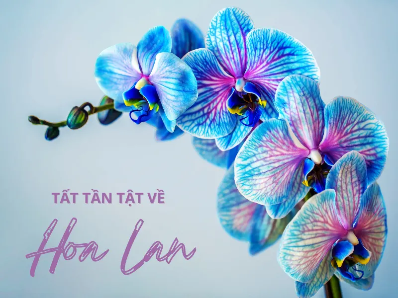 Hoa Lan: Ý Nghĩa & Cách Trồng, Chăm Sóc Hoa Lan Chi Tiết