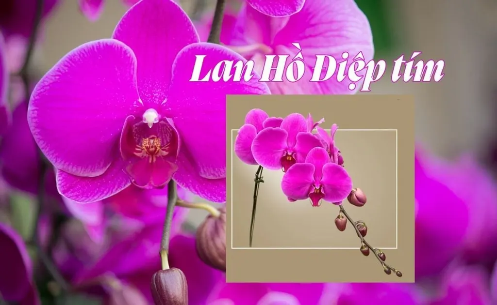 Hoa Lan Hồ Điệp tím - Ý nghĩa, nguồn gốc, cách chăm sóc đơn giản tại nhà