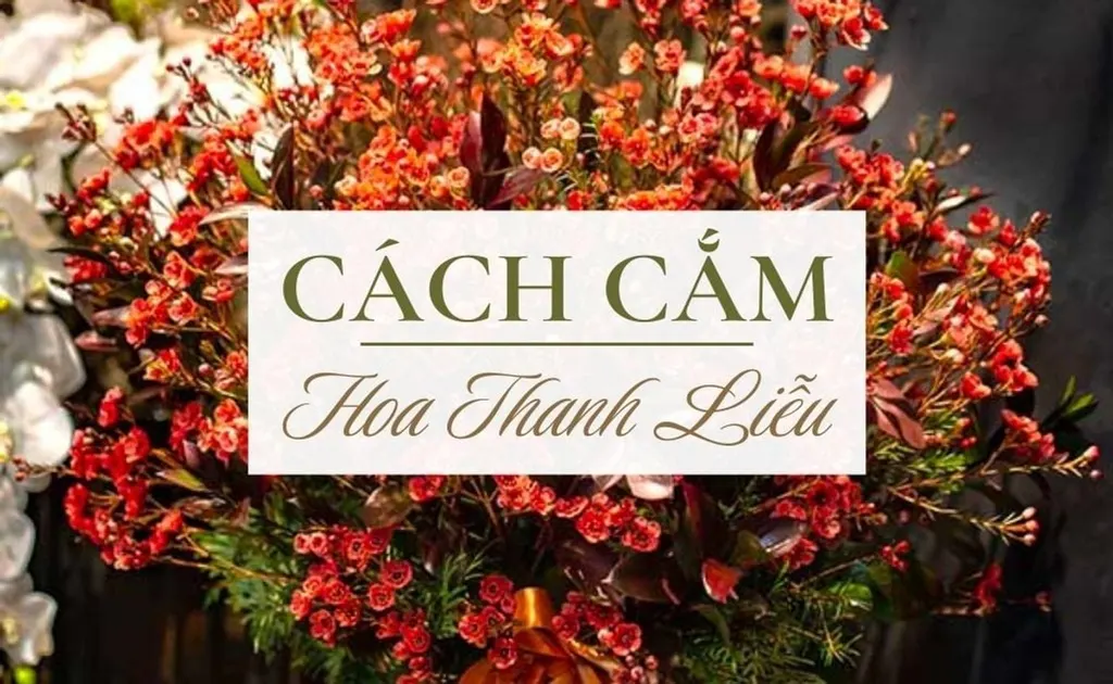 Hoa thanh liễu: Ý nghĩa, cách trồng và cắm hoa thanh liễu đẹp