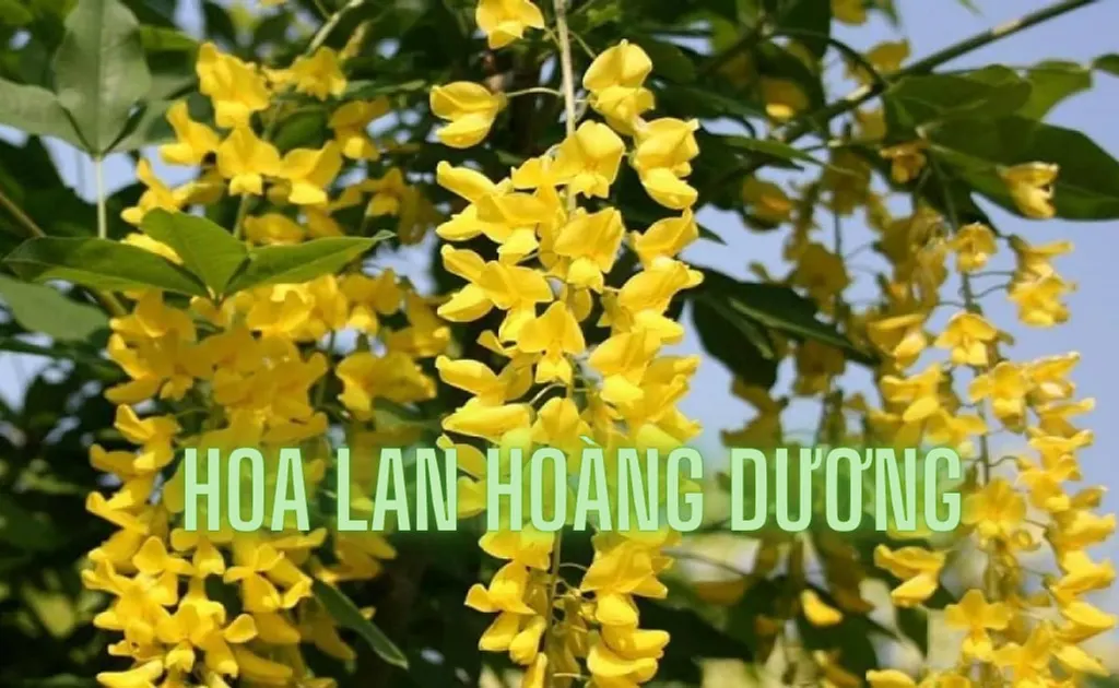 Hoa lan Hoàng Dương (Chuỗi vàng): Ý nghĩa, cách trồng và chăm sóc