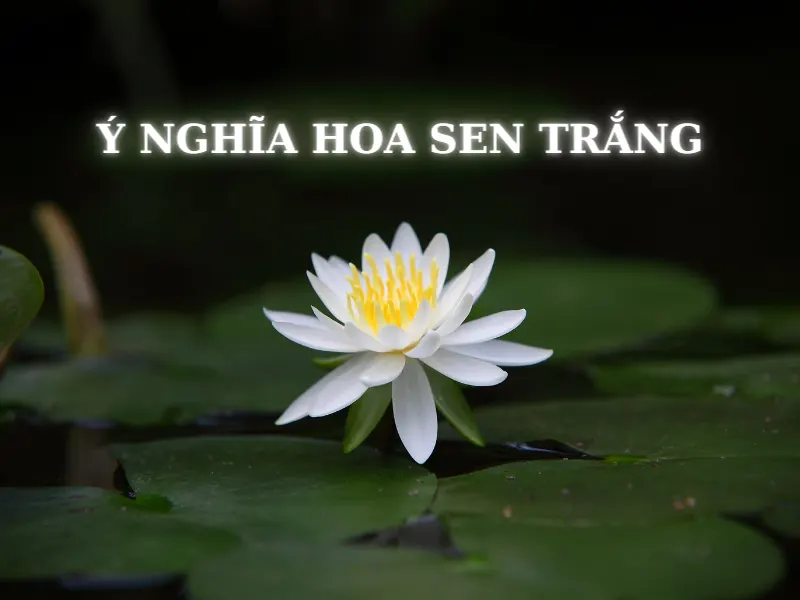 Ý Nghĩa Hoa Sen Trắng và Hình Ảnh Sen Trắng Đẹp 2026