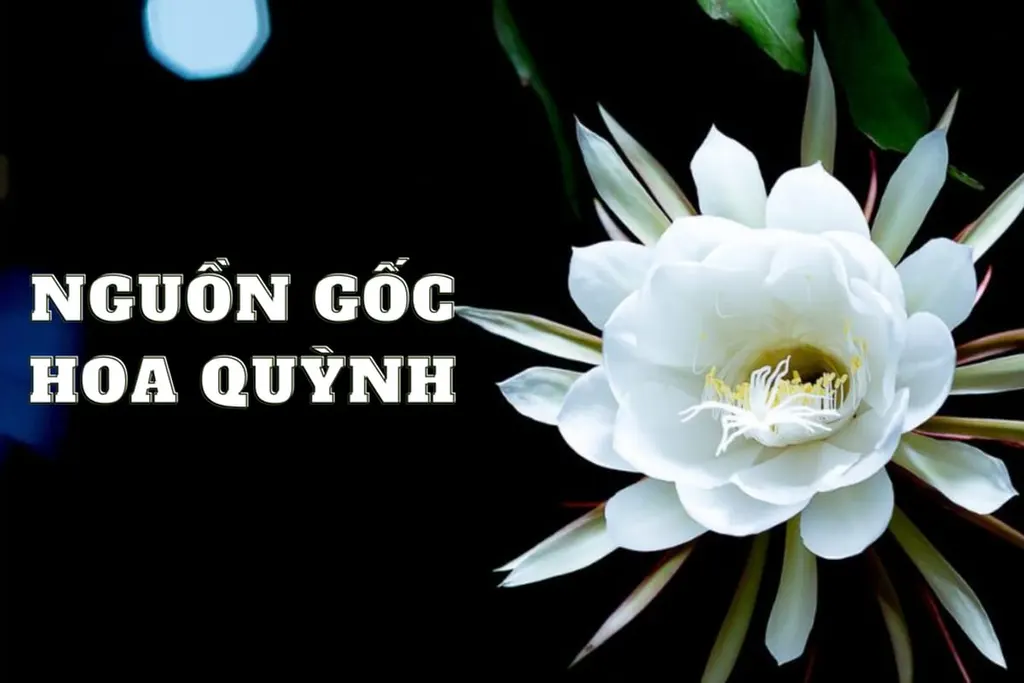 Hoa quỳnh: Ý nghĩa loài hoa nở về đêm, đặc điểm, cách trồng và chăm sóc