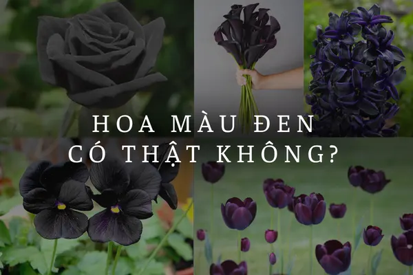Thực Hư Về Các Loài Hoa Màu Đen Trong Tự Nhiên Hiện Nay