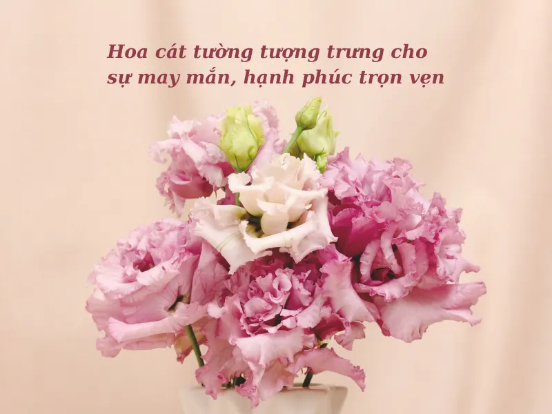 Hoa Cát Tường: Ý Nghĩa Theo Màu, Nguồn Gốc & Đặc Điểm