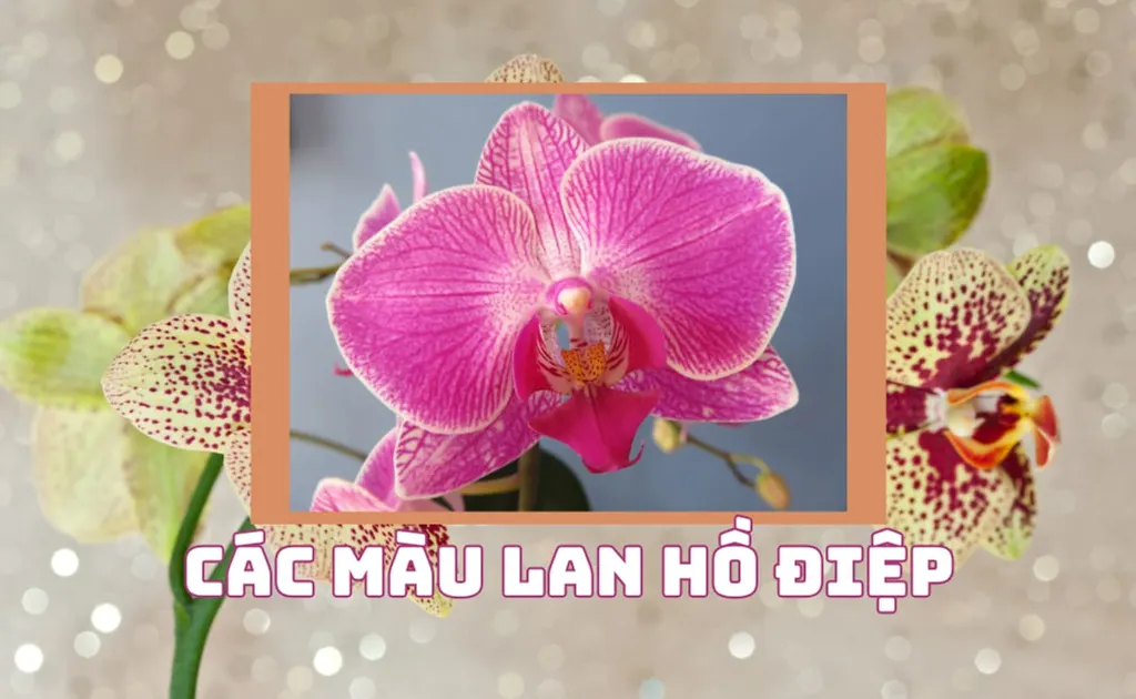 Các màu lan hồ điệp phổ biến: Bảng màu chi tiết, cách nhận biết nhanh nhất