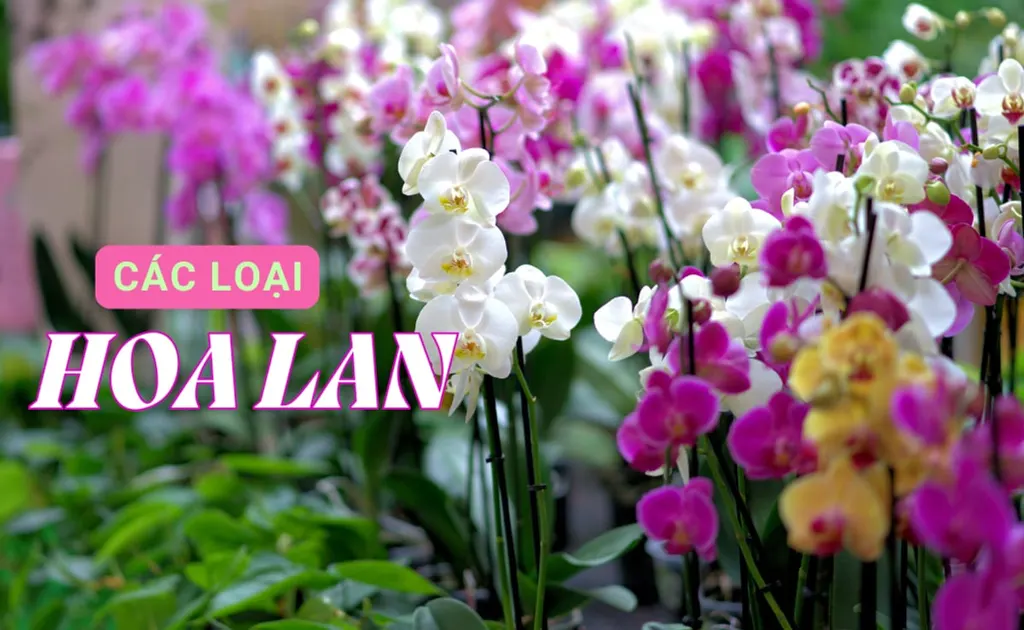 Các loại hoa lan phổ biến, 30+ loại dễ trồng hiện nay và cách nhận biết nhanh chóng
