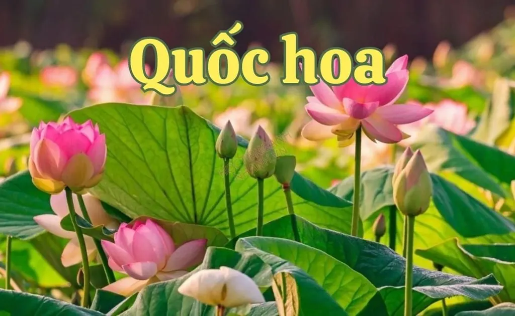 Danh sách quốc hoa các nước trên Thế giới, quốc hoa Việt Nam là hoa gì?