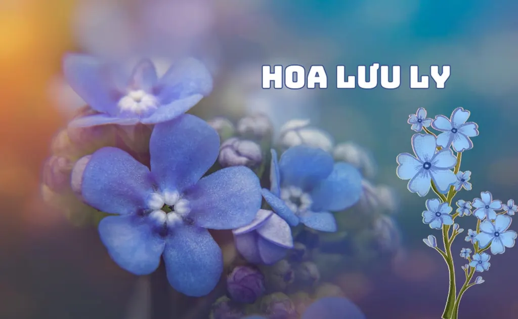 Hoa Lưu Ly: Ý nghĩa, cách chăm sóc và sự tích tên gọi Forget Me Not