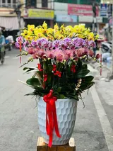  Chậu Hoa Lan Hồ Điệp 25 Cành Mix Màu - LHĐ108 