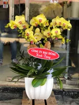  Chậu Hoa Lan Hồ Điệp Vàng - LHĐ01 