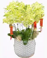  Chậu Hoa Lan Hồ Điệp Xuân Đến - LHĐ88 