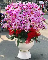  Chậu Hoa Lan Hồ Điệp Hồng - LHĐ65 