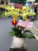  Chậu Hoa Lan Hồ Điệp Xanh Nhỏ 2 Vòi - LHĐ92 