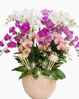  Chậu Lan Hồ Điệp Tài Lộc - LHĐ176 