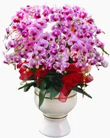  Chậu Hoa Lan Hồ Điệp Hồng - LHĐ65 