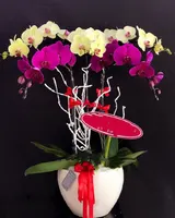  Queen Orchid Pot - LHĐ23 