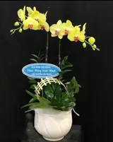  Chậu Hoa Lan Hồ Điệp Vàng - LHĐ40 