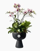  Chậu Lan Hồ Điệp Duyên Lan Thanh Nhã - LHD223 
