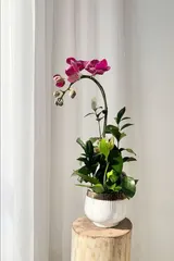  Chậu Lan Hồ Điệp Hồng Diễm An Nhiên - LHD234 