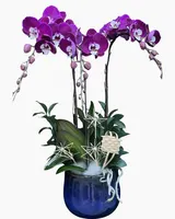  Chậu Lan Hồ Điệp Hưng Lộc - LHĐ186 