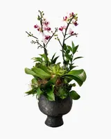  Chậu Lan Hồ Điệp Bạch Lan Cát Tường - LHD232 