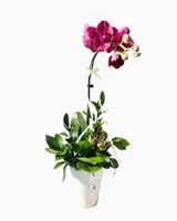  Chậu Lan Hồ Điệp Lan Hồng Thanh Nhã - LHD220 