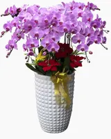  Chậu Lan Hồ Điệp Phú An - LHĐ161 