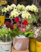  Chậu Hoa Lan Hồ Điệp Xuân Sang - LHĐ86 