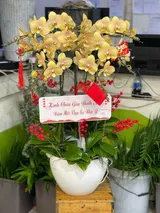  Chậu Hoa Lan Hồ Điệp 8 Cành Vàng Nâu - LHĐ114 