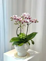  Chậu Lan Hồ Điệp Hồng Ngọc Thanh An - LHD238 