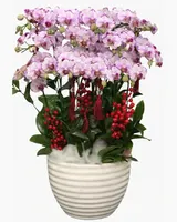  Chậu Lan Hồ Điệp Phú Quý - LHĐ142 