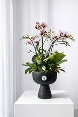  Chậu Lan Hồ Điệp Duyên Lan Thanh Nhã - LHD223 
