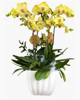  Chậu Hoa Lan Hồ Điệp Vàng - LHĐ01 