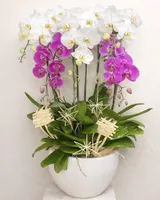  Chậu Lan Hồ Điệp Phúc Lộc  - LHĐ172 