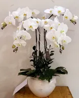  Chậu Hoa Lan Hồ Điệp Trắng Let's Celebrate - LHĐ17 