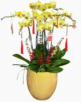  Chậu Lan Hồ Điệp Vinh Hoa - LHĐ184 