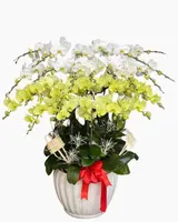  Chậu Lan Hồ Điệp Qúy Phái - LHĐ212 