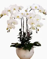  Chậu Hoa Lan Hồ Điệp Trắng Let's Celebrate - LHĐ17 