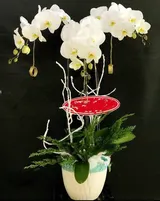  Chậu Hoa Lan Hồ Điệp Trắng Midnight - LHĐ15 