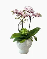  Chậu Lan Hồ Điệp Hồng Ngọc Thanh An - LHD238 