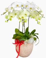  Chậu Lan Hồ Điệp Như Ý - LHĐ195 