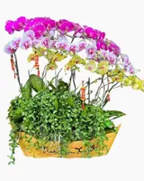  Chiếc Thuyền Lan Hồ Điệp - LHĐ107 
